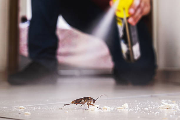 Best Affordable Pest Control Services  in Yountville, CA